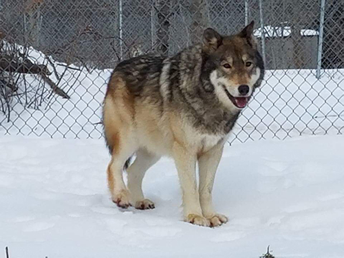 Cheyenne